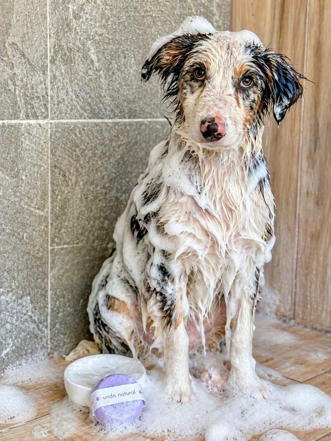 Shampoo perrhijo